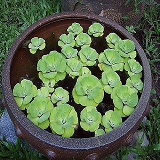 Green Paradise® Water Rose (Aquatic Pistia) Water Cabbage Live Healthy Plant