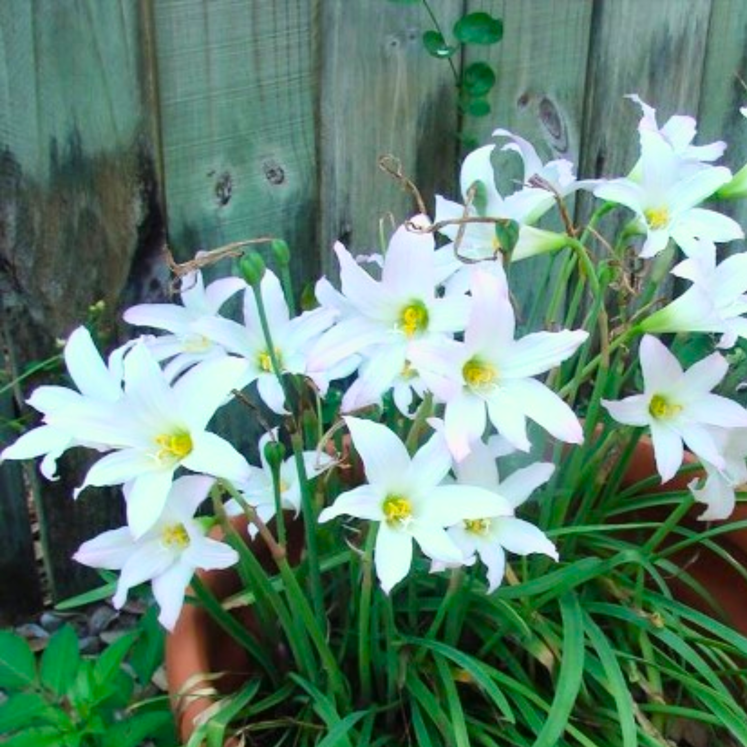 Green Paradise® White Rainlily (Zephyranthes candida) Live Plant