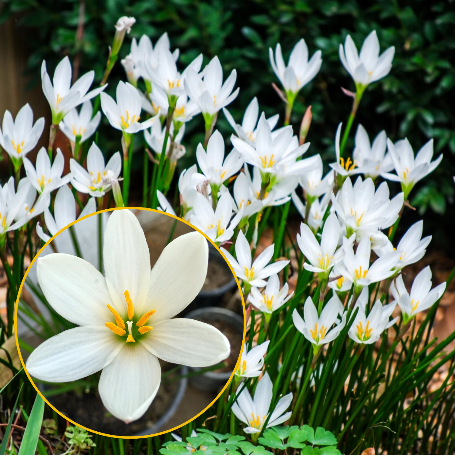 Green Paradise® White Rainlily (Zephyranthes candida) Live Plant