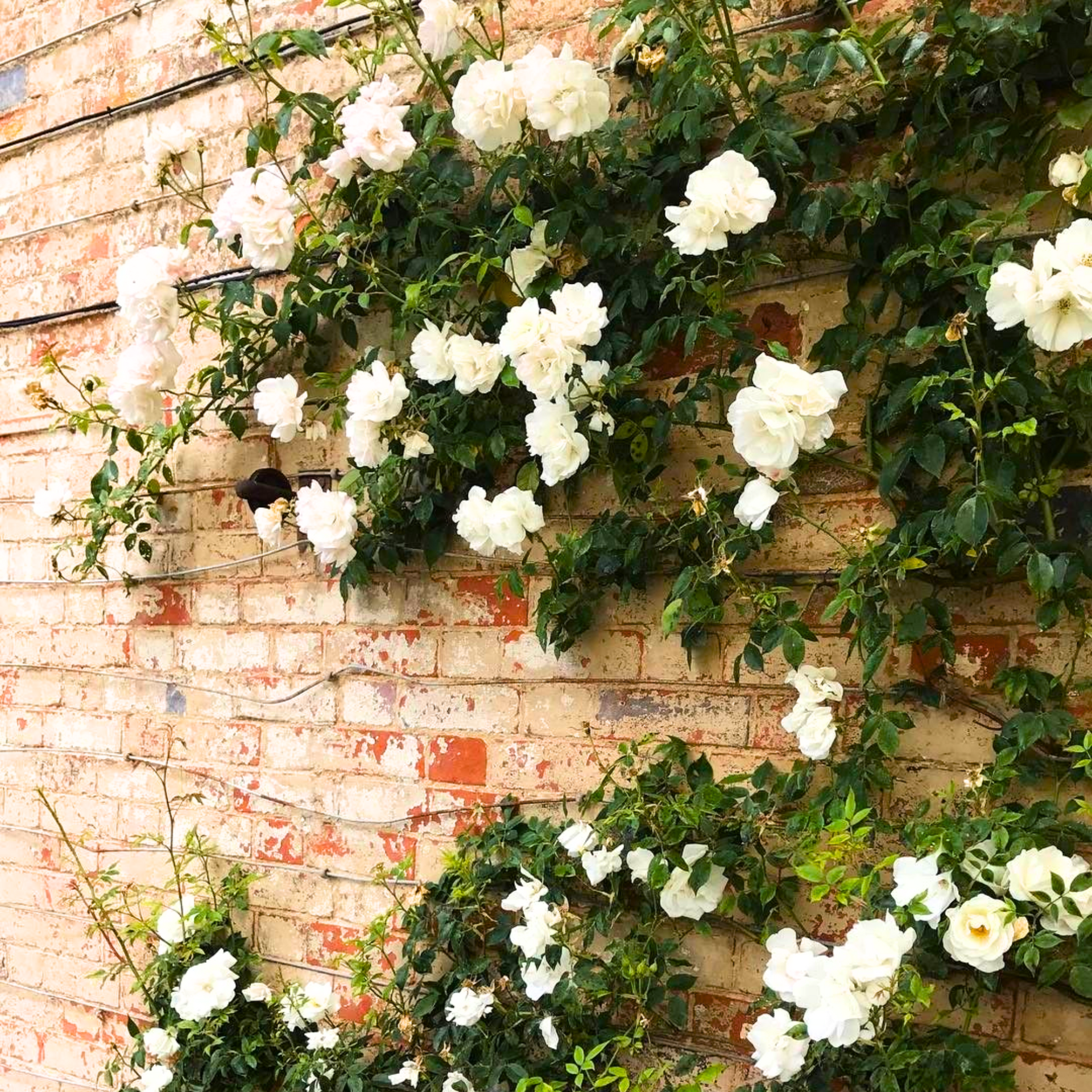 Green Paradise White Scented Climbing Rose Live Plant