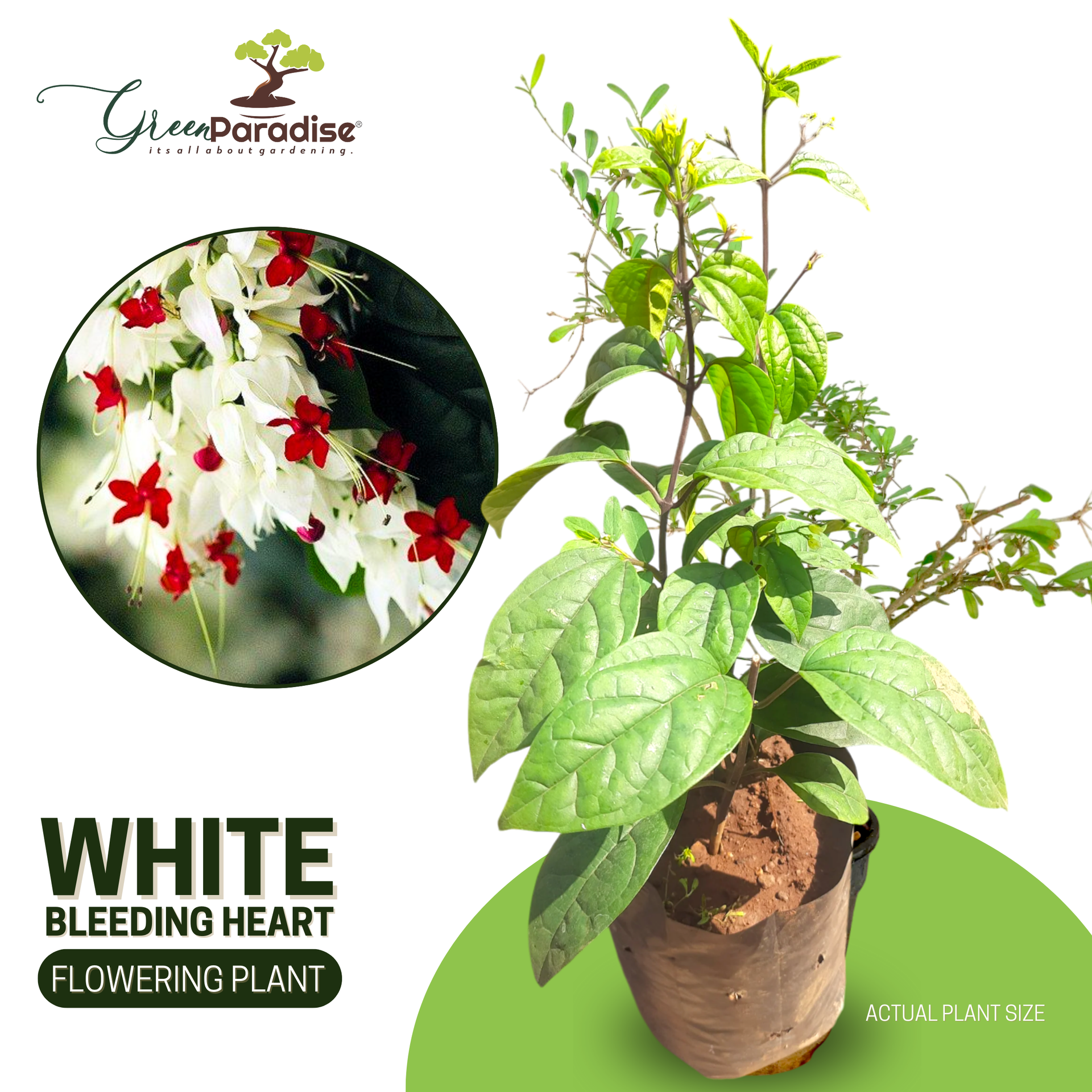 Green Paradise® Bleeding Heart Plant Clerodandrum Thomsoniae Live Plant White-Red Flowers (1 Piece)