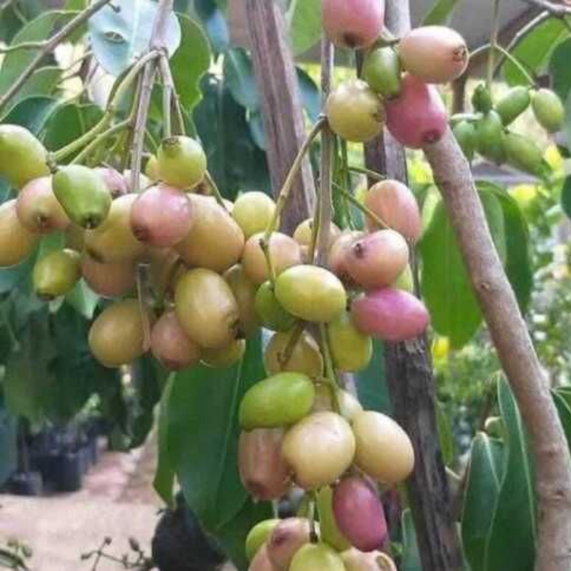 New White plum Jamun Plant