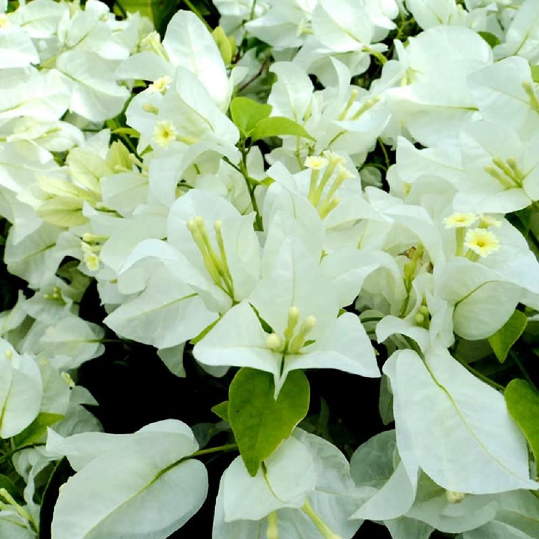 Bouganvillea Singapore White thronless Flowering Plant