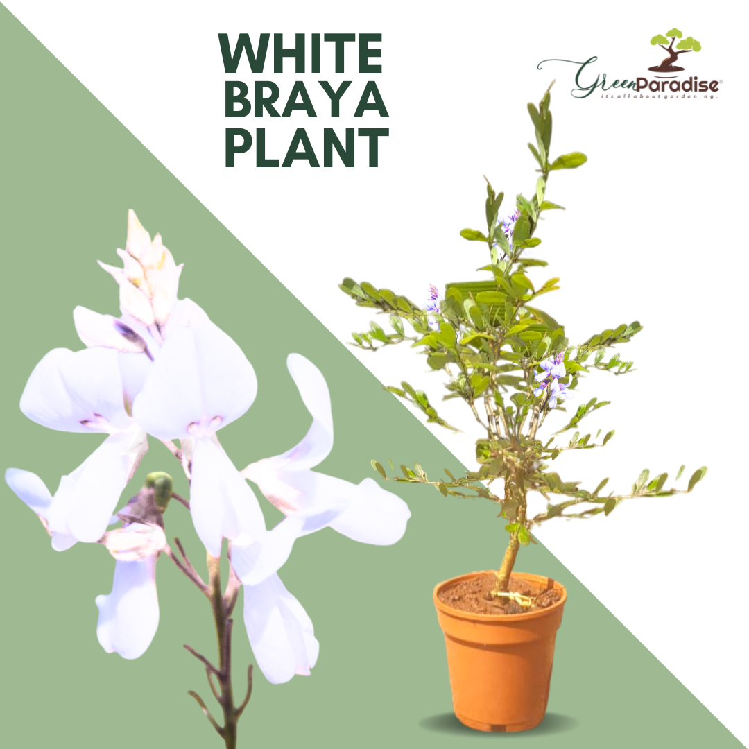 DESMODIUM  White Braya Sapling Plant