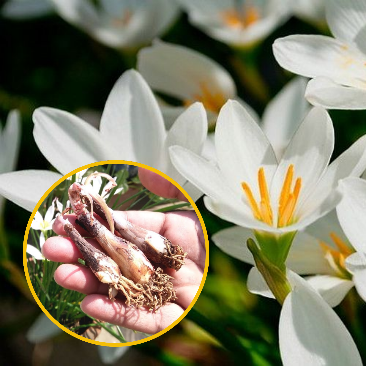 Green Paradise® White Rainlily (Zephyranthes candida) Bulbs (set of 5 Bulbs)