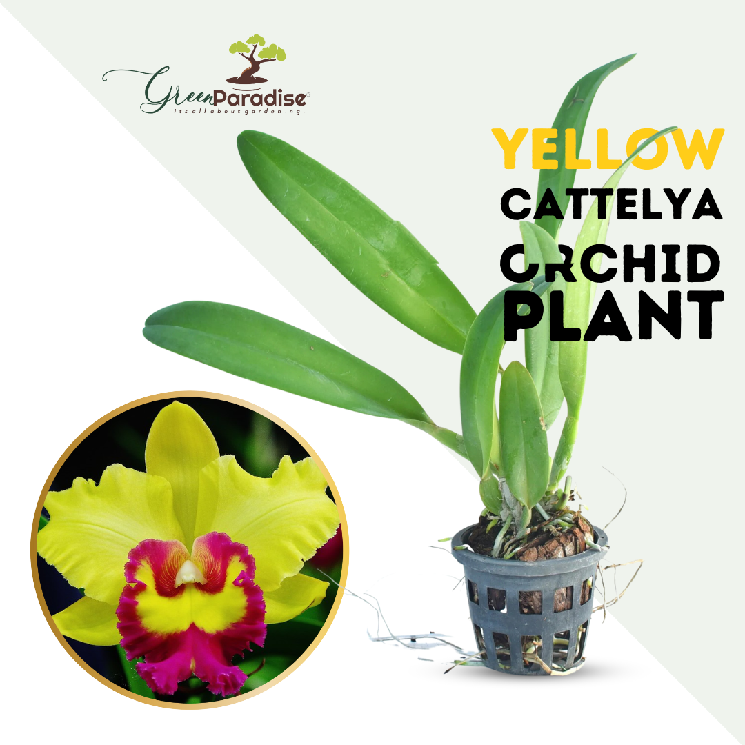 cattleya orchid yellow hybride