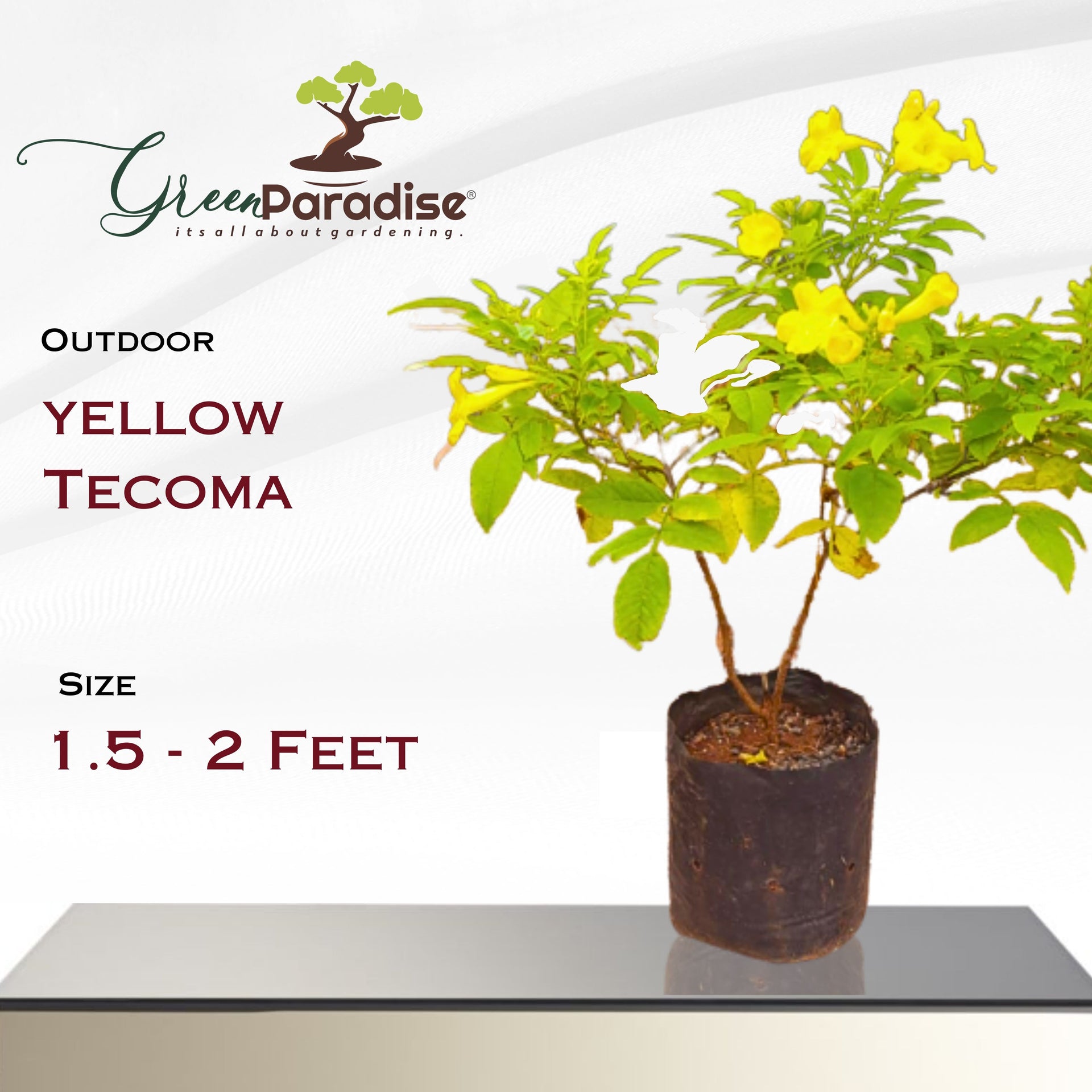 Green Paradise Dwarf Yellow Tecoma Plant