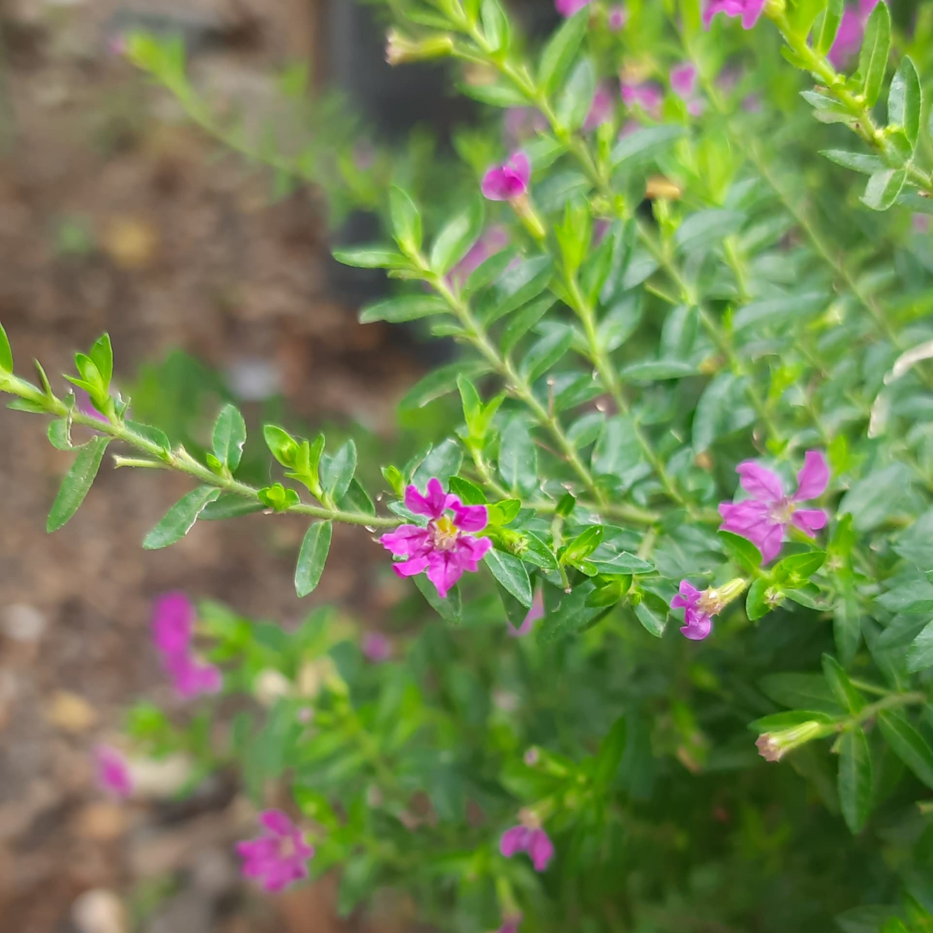 Green Paradise® Cuphea Hyssopifolia Purple Mexican Plant Full Year Flowering Live Plant