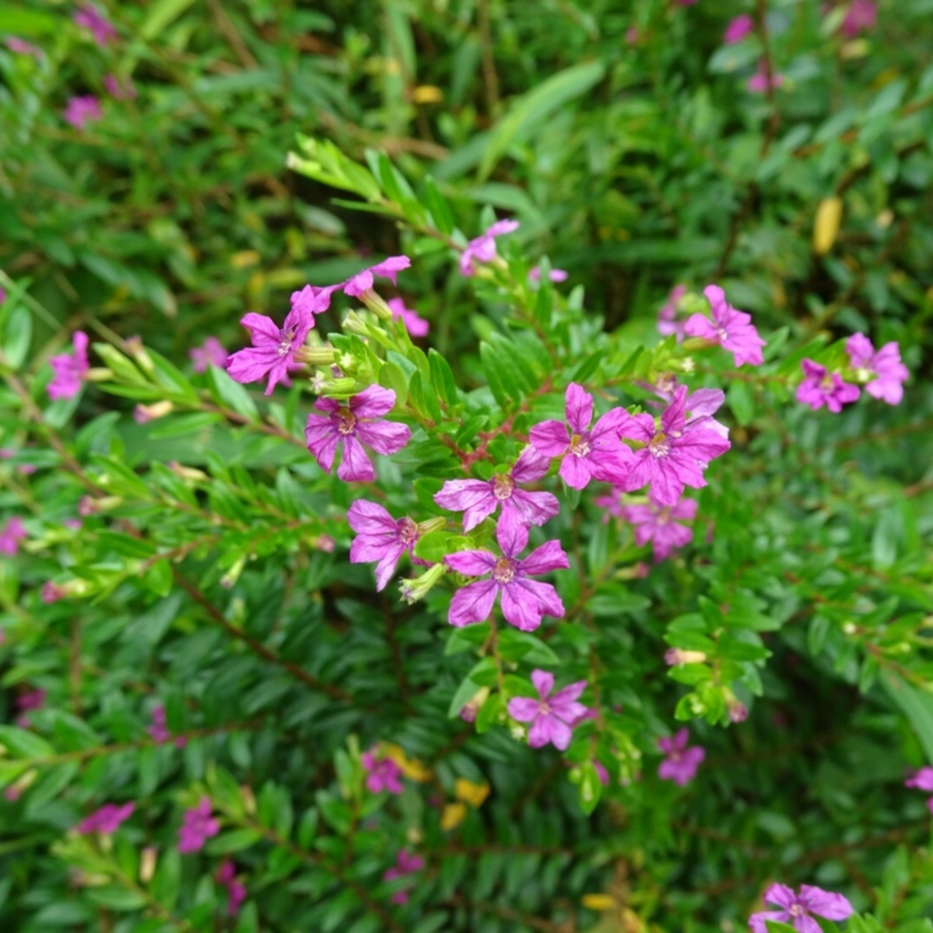 Green Paradise® Cuphea Hyssopifolia Purple Mexican Plant Full Year Flowering Live Plant