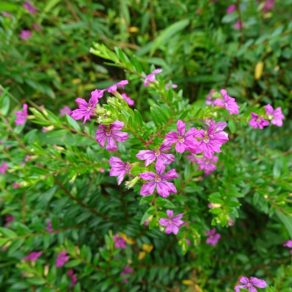 Green Paradise® Cuphea Hyssopifolia Purple Mexican Plant Full Year Flowering Live Plant