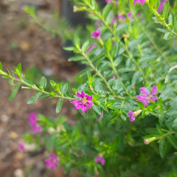 Green Paradise® Cuphea Hyssopifolia Purple Mexican Plant Full Year Flowering Live Plant