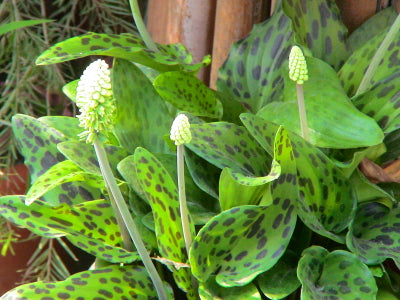 Ledebouria petiolata Live Plant indoor outdoor air purifier plant