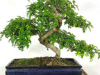 Korean Pepper Lero Lero Pre Bonsai Mature Sapling Plant for Bonsai in a Poly Bag