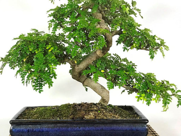 Korean Pepper Lero Lero Pre Bonsai Mature Sapling Plant for Bonsai in a Poly Bag