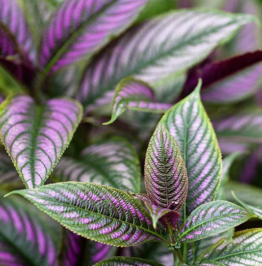 Green Paradise® Persian Shield Plant Live Plant With Pot
