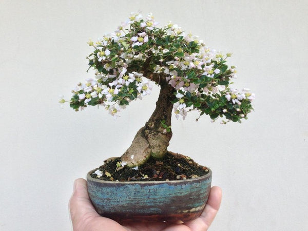 malpighia coccigera bonsai mame bonsai with ceramic bonsai pot