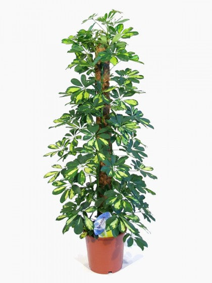 Coco Pole - Moss Stick for Indoor,House & Money Plant Support (1 Feet) - 3 Pieces