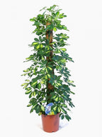 Coco Pole Moss and Coir Stick for Money Plant Support, 3 Ft, Brown - Pack of 4 Pieces