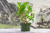 Ficus Microcarpa Sapling Plant for Bonsai