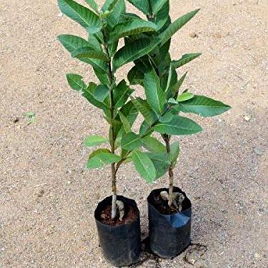 Live 1 Kg Thai Guava Plant Suitable For Bonsai