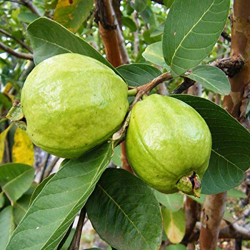 Live 1 Kg Thai Guava Plant Suitable For Bonsai