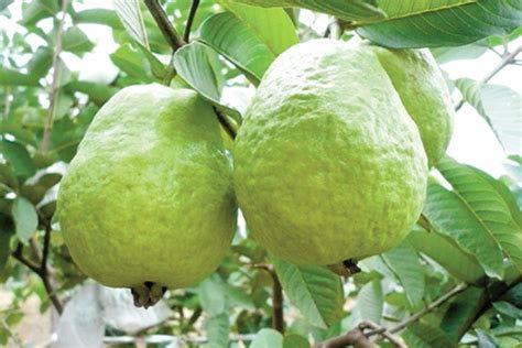 Live 1 Kg Thai Guava Plant Suitable For Bonsai