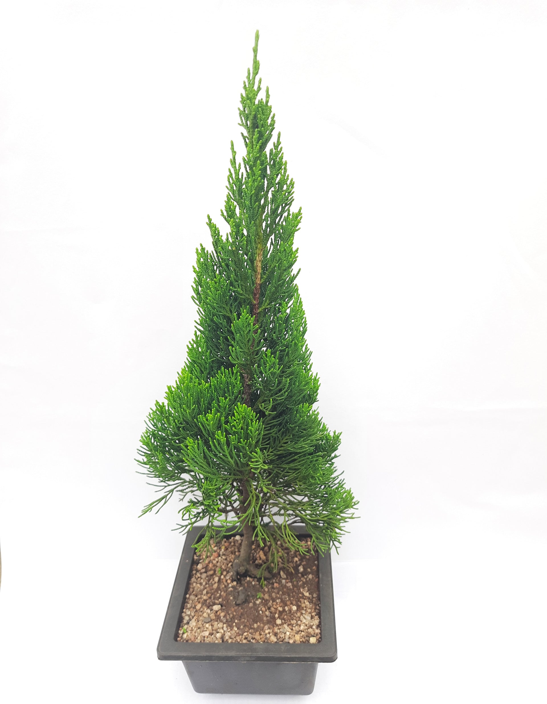 Torulosa Juniper London Pine Live Bonsai Suitable Plant With Pot