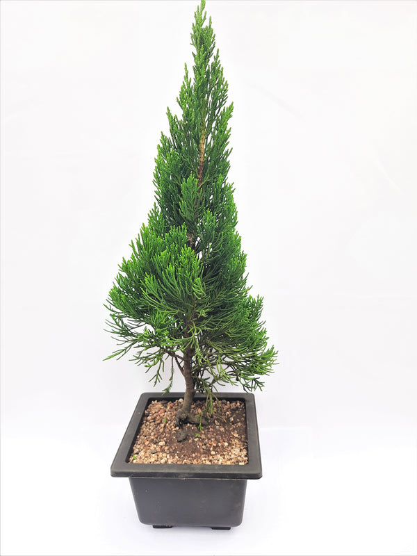 Torulosa Juniper London Pine Live Bonsai Suitable Plant With Pot