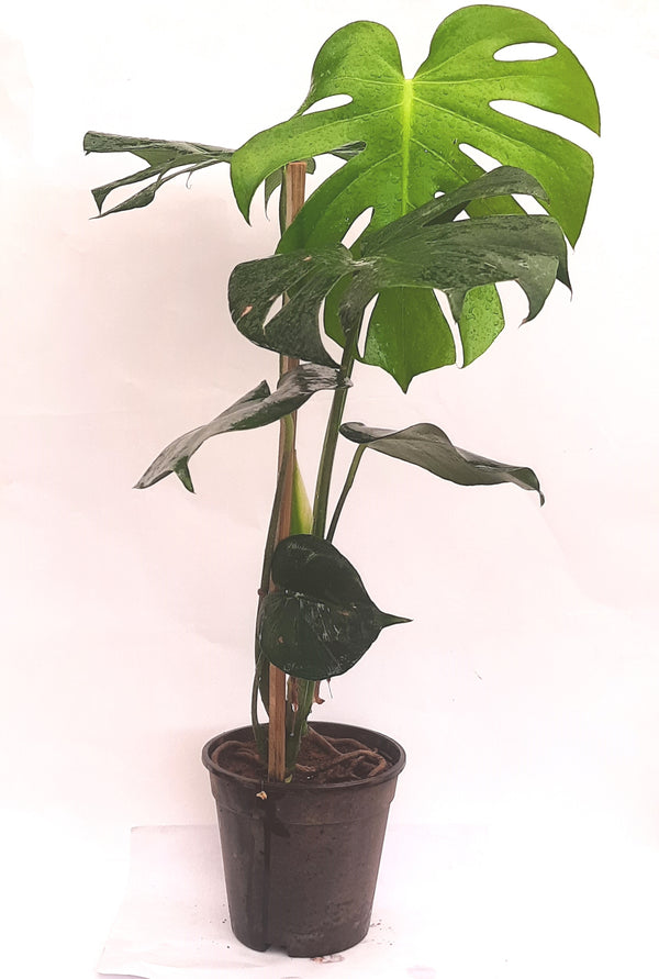 Green Paradise Monstera Deliciosa Live Indoor Monstera Plant with Nursery Pot