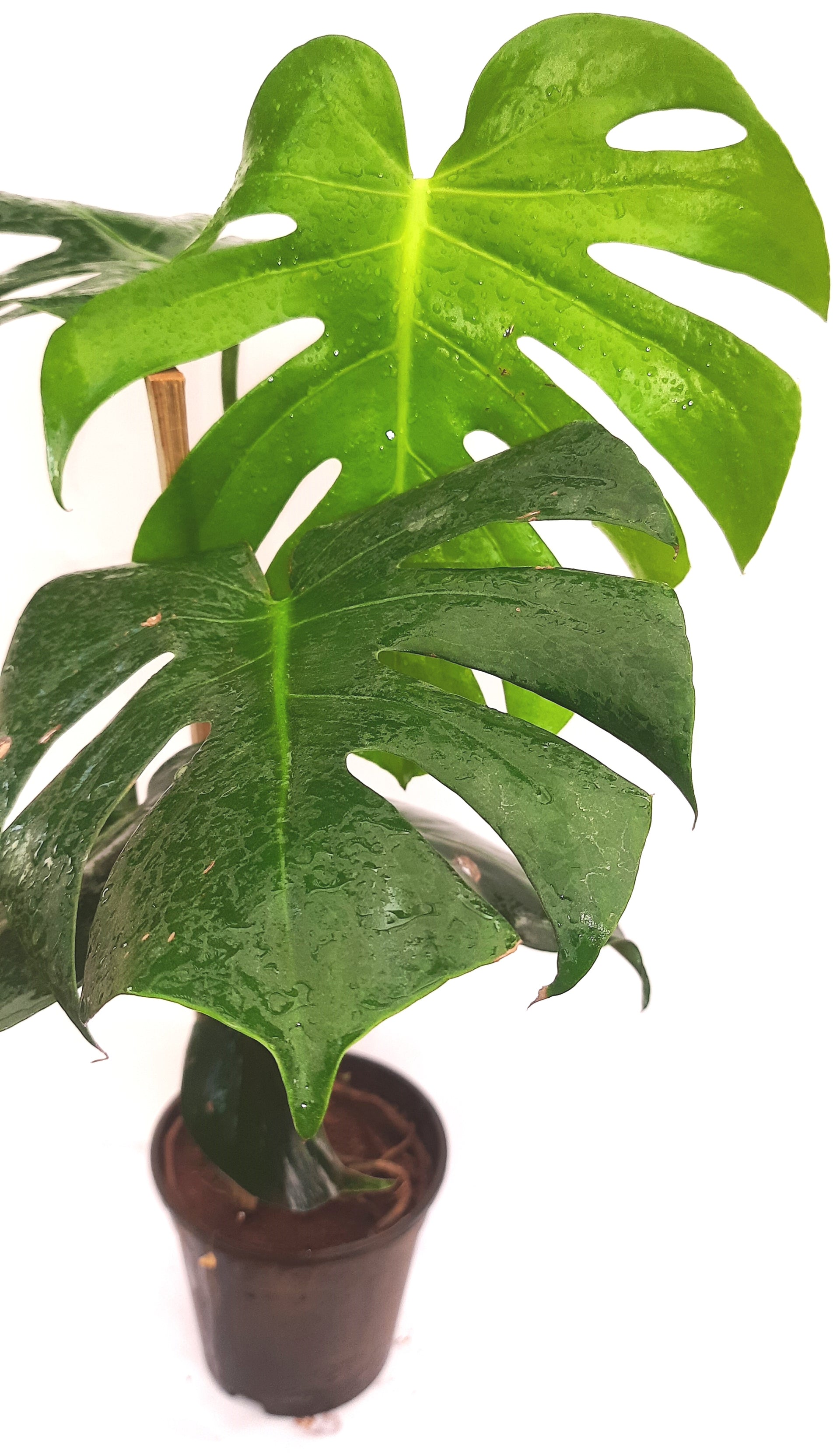 Green Paradise Monstera Deliciosa Live Indoor Monstera Plant with Nursery Pot