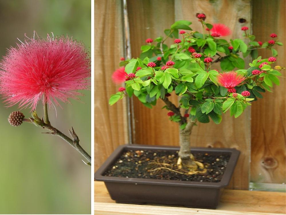 Calliandra red powderpuff Live Beautiful Bonsai plant