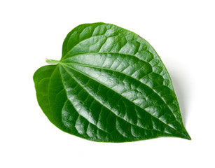 nagarvel plant Desi paan plant betel leaf plant (1 Sapling Plant)