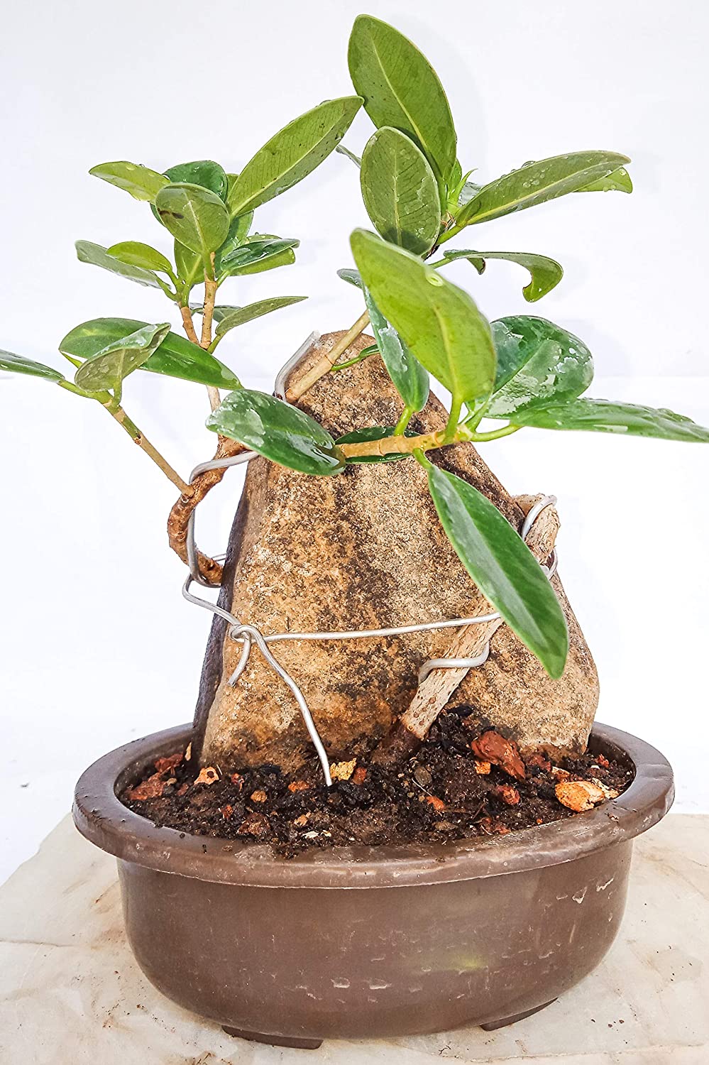 Ficus Long Island Mini Banyan with The Rock 2 Year Old Live Small Bonsai Tree