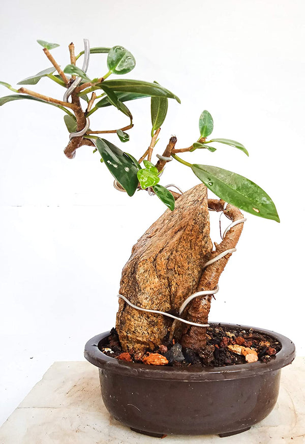 Ficus Long Island Mini Banyan with The Rock 2 Year Old Live Small Bonsai Tree