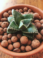 Green Paradise Expanded Clay Balls 3 Litres  Clay Balls, Hydrotons, Lightweight Expanded Clay Aggregate (LECA) for Hydroponics, Aeroponics & Aquaponics, Size-8-15mm