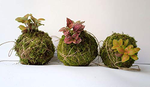 Sphagnum Moss for Orchid Plant Soil,air layering and mulching 250g (Green and Brown)