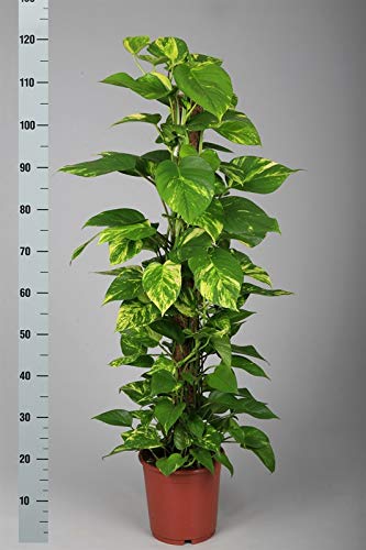 Sphagnum Moss for Orchid Plant Soil,air layering and mulching 250g (Green and Brown)
