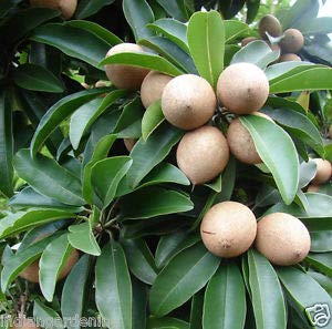 Green Paradise chikoo Live Grafted Plant ( Best Kalipatti oval shaped Chikoo )