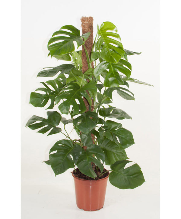 Moss Stick for Indoor, House and Plant Creepers Support (Brown, 3 Ft) 2 Pieces