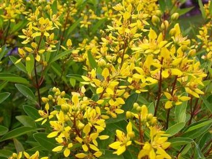 Galphemia Gracilis Beautiful full Year Yellow Flowering Live Plant