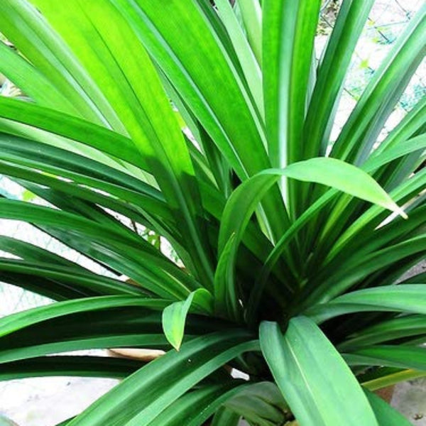 Pandanus Amaryllifolius Plant Pandan Plant Rambha Plant Biryani Leaves Plant Basmati Plant