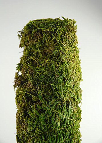Sphagnum Moss 500 grms for Orchid Plant Soil,air layering and mulching