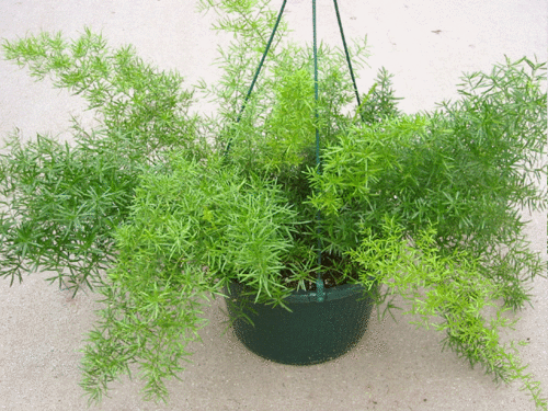 Green Paradise Asparagus sprengeri Live Plant