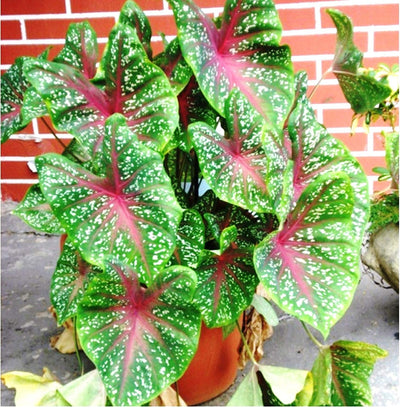 Green Paradise Caladium Hortulanum 5 Fresh Multi colour Bulbs