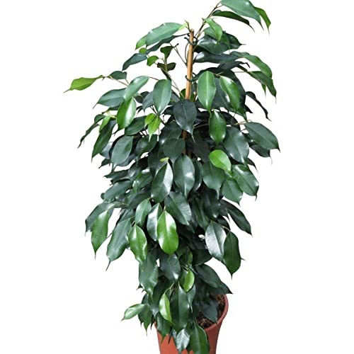 Green Paradise® Benjamina  Black Ficus Sapling Plant