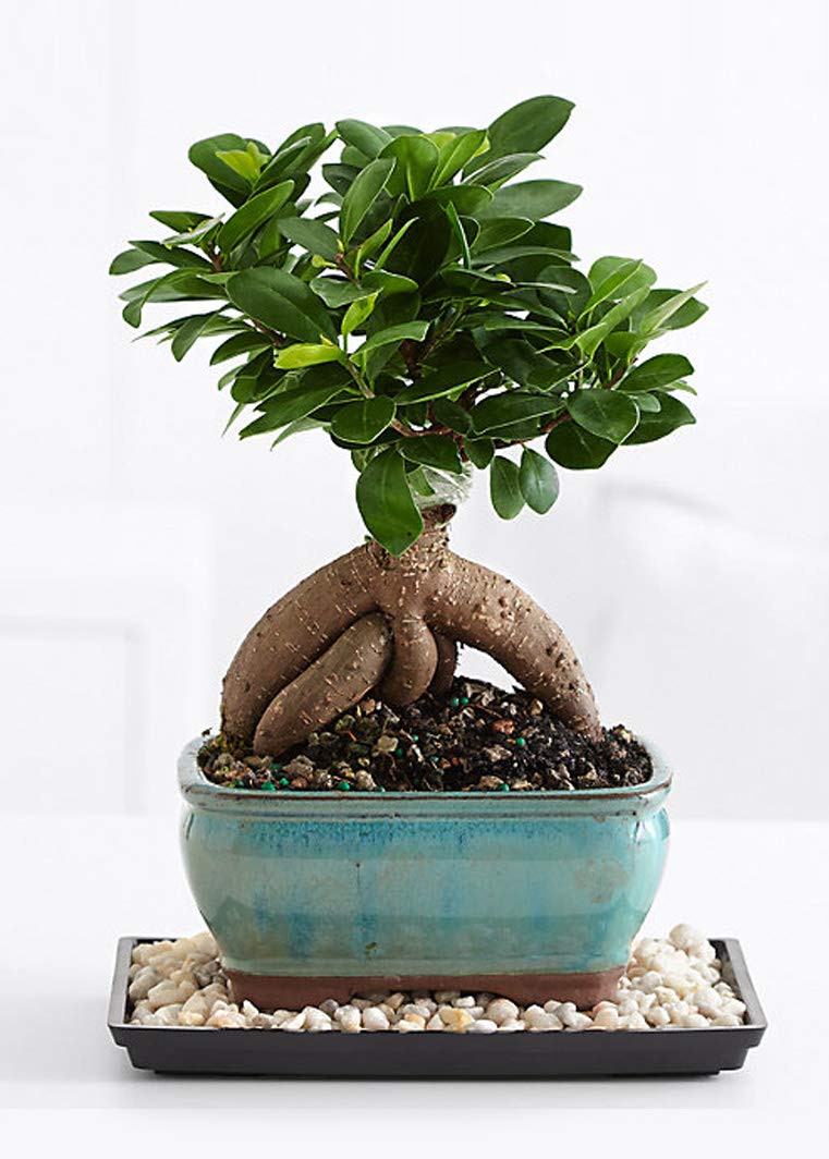 mature Ficus Ginseng bonsai with ceramic bonsai pot