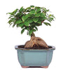 mature Ficus Ginseng bonsai with ceramic bonsai pot