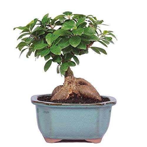 mature Ficus Ginseng bonsai with ceramic bonsai pot