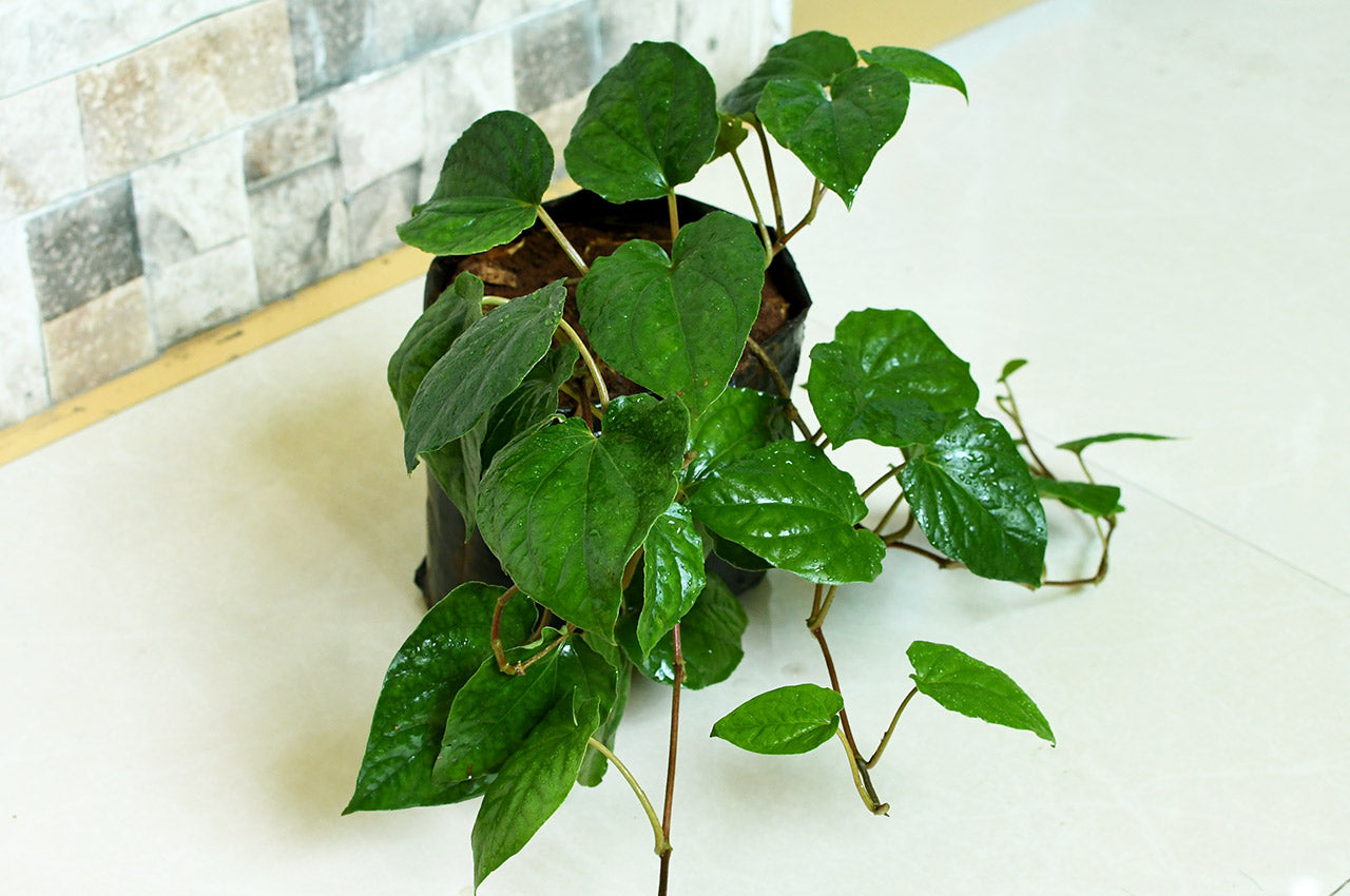 nagarvel plant Desi paan plant betel leaf plant (1 Sapling Plant)