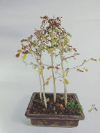 Live Dividivi Bonsai Forest With Bonsai Pot divi divi best deal in live bonsai